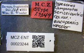 Media type: image;   Entomology 23244 Aspect: labels